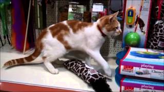 Stray cat is regular visitor to pet shop