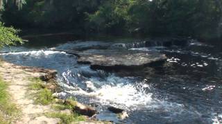 are dogs allowed at steinhatchee falls