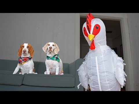 Dog vs Giant Chicken Prank: Funny Dogs Maymo, Potpie & Penny