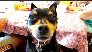 DOG'S BEST ROBERT DE NIRO IMPERSONATION!!!! (6-15-14) [170]