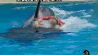 shamu/seaworld YouTube