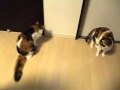 猫を撮っていたら、緊急地震速報が Earthquake Early Warning(EEW) and Cats 猫を撮っていたら、緊急地震速報が Earthquake Early Warning(EEW) and Cats