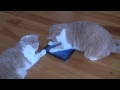 Cat fishing with iPad App