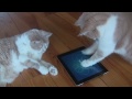 Cat fishing with iPad App