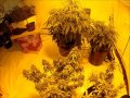 Medical Marijuana Grow Room Tour Clone Dutch Passion Amnesia Jack Herer Think Different