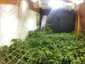 Medical Marijuana Grow Room Tour Clone Dutch Passion Amnesia Jack Herer Think Different