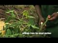 Rapid multiplication of cassava: Part 1 of 2