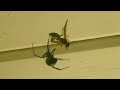 Black Widow Vs Wasp