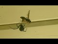 Black Widow Vs Wasp