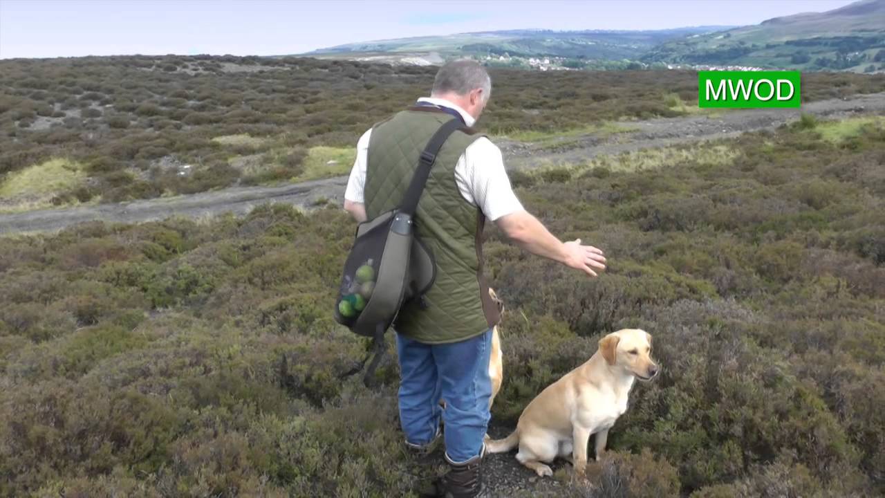 Labrador gun dog training - YouTube