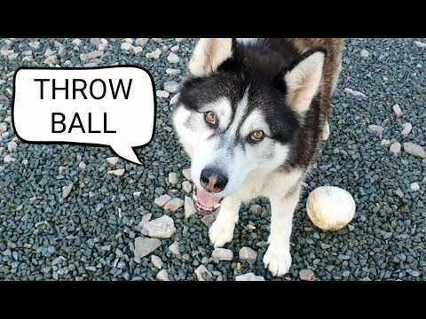 Dog talking to me while playing ball | Funny and Cute
