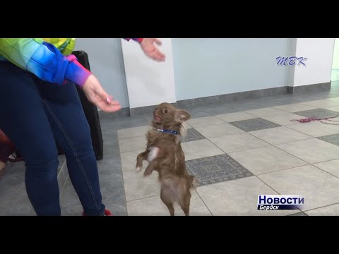 Один день из жизни бердских циркачей