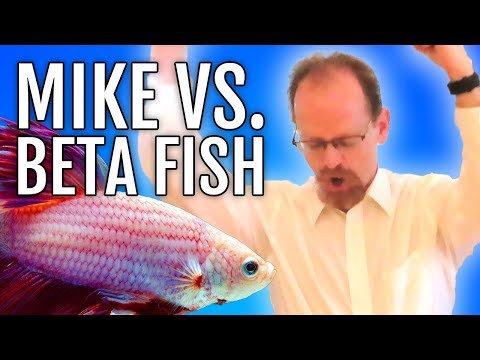 Are You Smarter Than A Beta Fish? 🧠 | HD Find The Funny