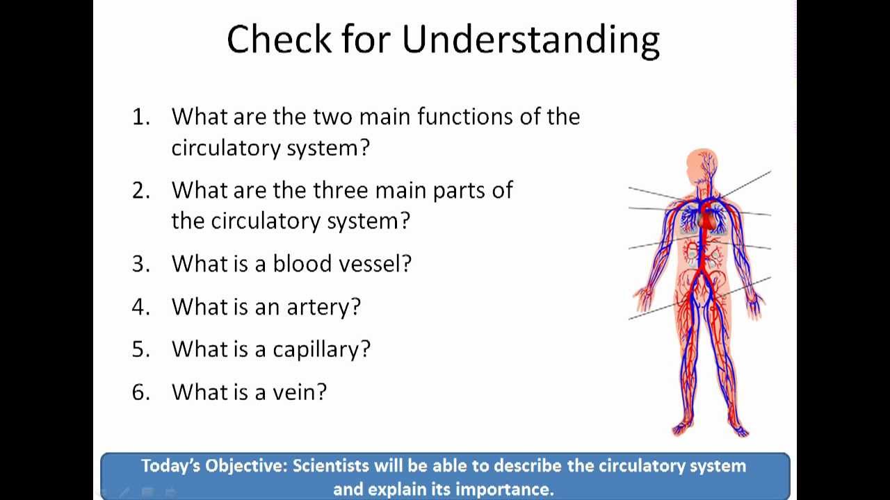 Human Body Unit, Lesson #8: The Circulatory System - YouTube