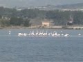 flamands roses à Bages d'Aude.MPG