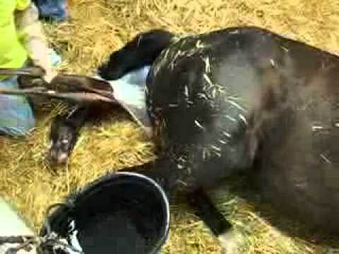 kelahiran sang kuda YouTube - YouTube