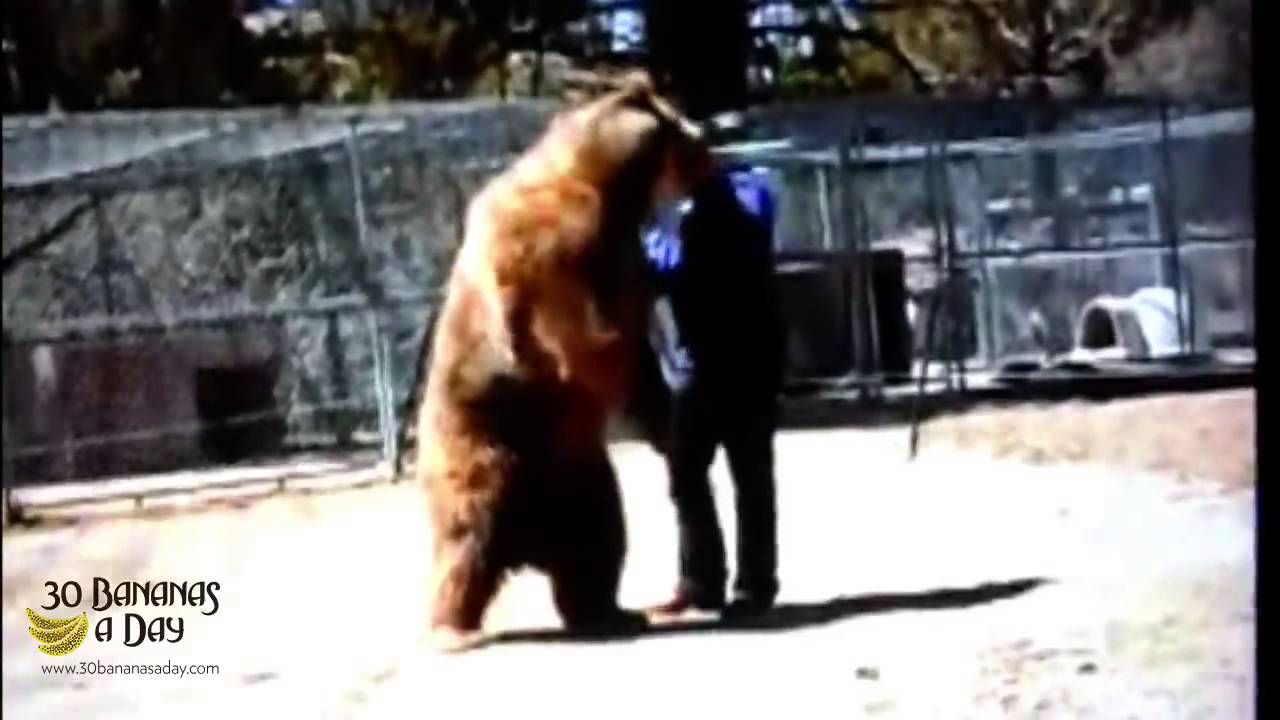 FATAL Bear Attack Caught On Camera or just a bit of bear play? YouTube
