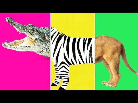 Baby Fun "Animal Match Up" Learn About Animals Combined Real Animals - Fun Education Baby Games