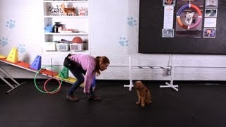 Teach Dog to Jump through Arms, Pt. 2 | Dog Tricks