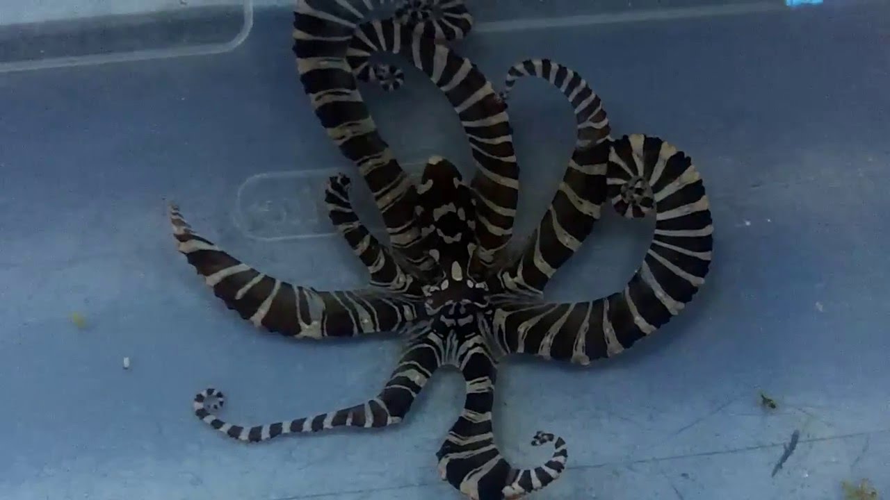 ZEBRA OCTOPUS YouTube