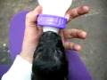 Alimentar a un perro cachorro... Alimentar a un perro cachorro...