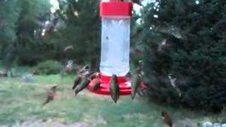 Hummingbird infestation