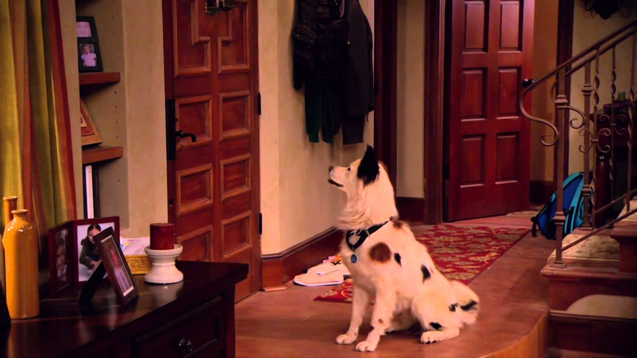 Disney Channel Hund mit Blog Hundegedanken Folge 1 YouTube