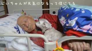 99歳じいちゃんの専属白衣の天使