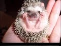 FUNNY BABY ANIMALS ! ENJOY the cute..