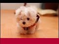FUNNY BABY ANIMALS ! ENJOY the cute..