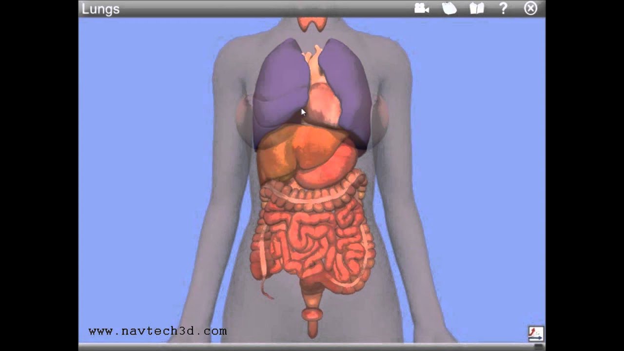 Pics of Inside a Human Body Internal Organs