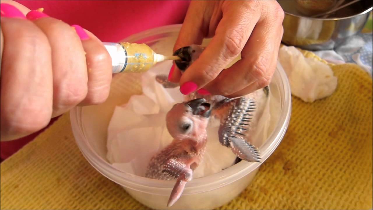 Baby Parrot Handfeeding Time - YouTube