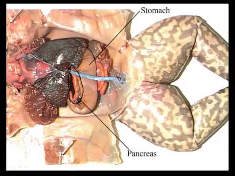 Frog Dissection Internal Anatomy - YouTube