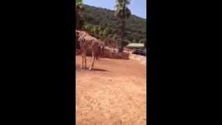 Parto di una giraffa allo Zoosafari di Fasano