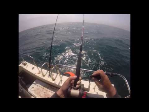 Wreck fishing for Cod with Ian Dale on Kelleys Hero 2