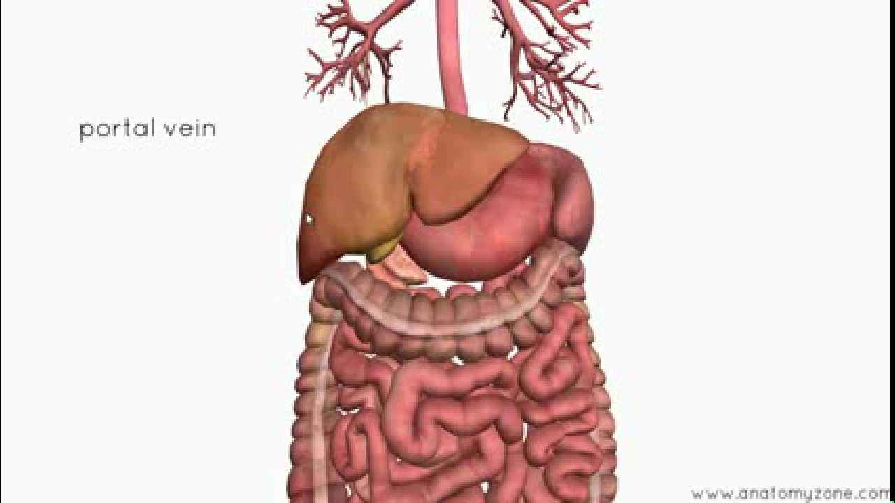 Introduction To The Digestive System Part 4