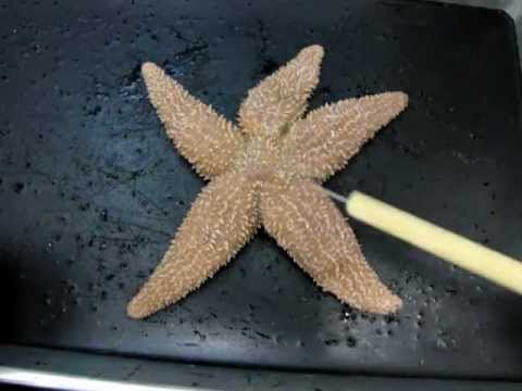 Sea Star Anatomy Part 1 - YouTube