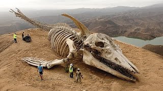 Самое опасное морское чудовище в истории найдено на горе в Канаде