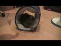 Joey the Cat's first video!
