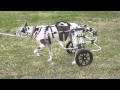 Great Dane in a K-9Cart.com Dog Wheelchair