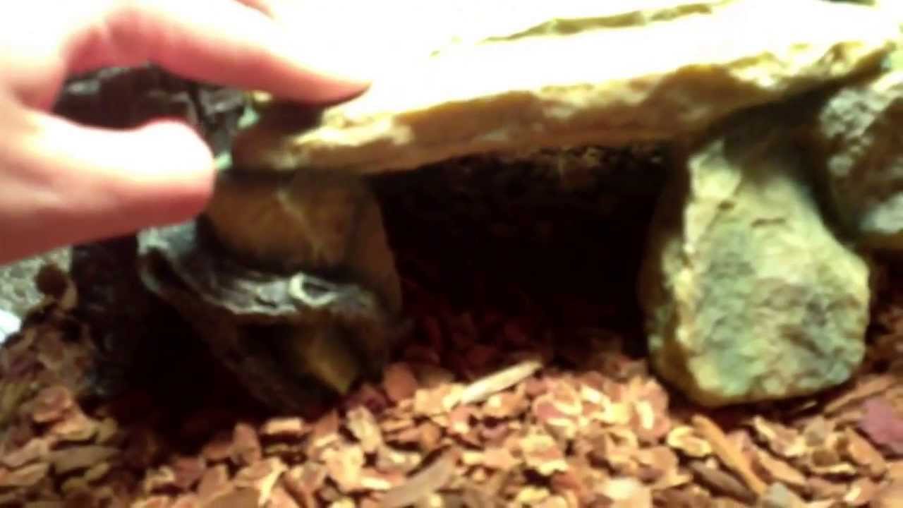 Blue tongue skink tank setup YouTube
