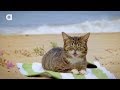 Lil BUB's Magical Summertime Yule LOG Video