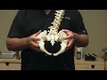 First Time Chiropractor Hip Adjustment Demonstration by Austin Chiropractic Care