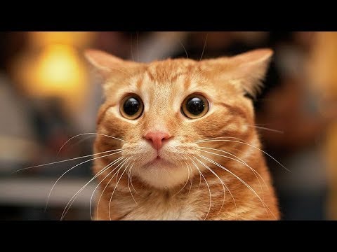 TOP 10 Funny cats videos Funny cats vol 2