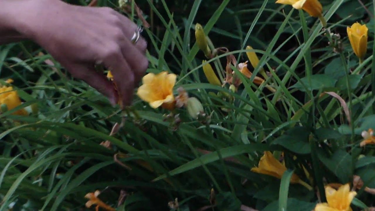 How to Deadhead Daylily YouTube