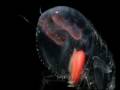 Creatures from the ocean depths Part 1