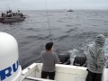 Coho Fishing on Swiftsure Bank, Vancouver Island BC