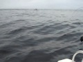 Coho Fishing on Swiftsure Bank, Vancouver Island BC