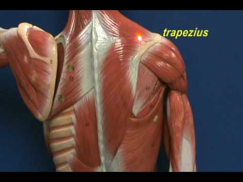 Little Man Model - Trapezius & Longissimus Dorsi.avi - YouTube