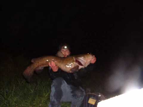 essay written about the flathead catfish essay written about the flathead catfish